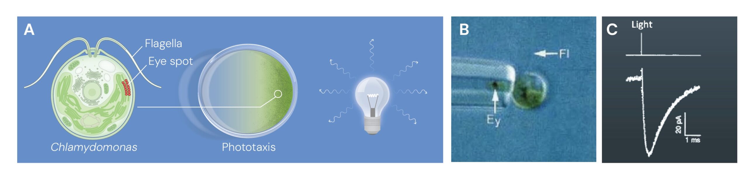 Ilustración: Sensibilidad a la luz y respuesta eléctrica rápida del estigma de Chlamydomonas reinhardtii.