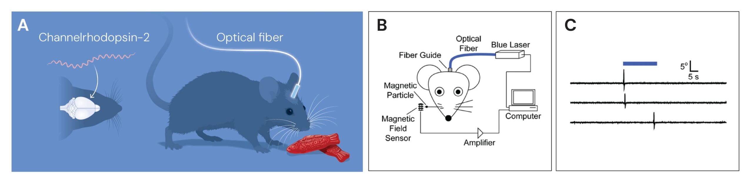 Ilustración: Optogenética in vivo para el control del comportamiento animal mediante luz